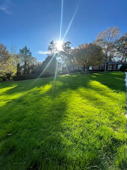 Thick fall lawn in Atlanta after aeration and overseeding